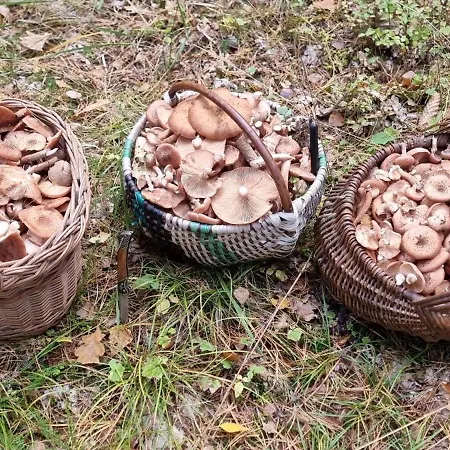 Mazurski Raj - Luksusowa Turystyka Apartamento