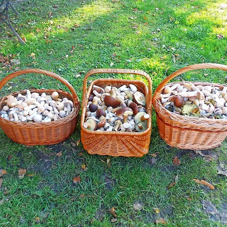 Mazurski Raj - Luksusowa Turystyka Apartamento Kuty